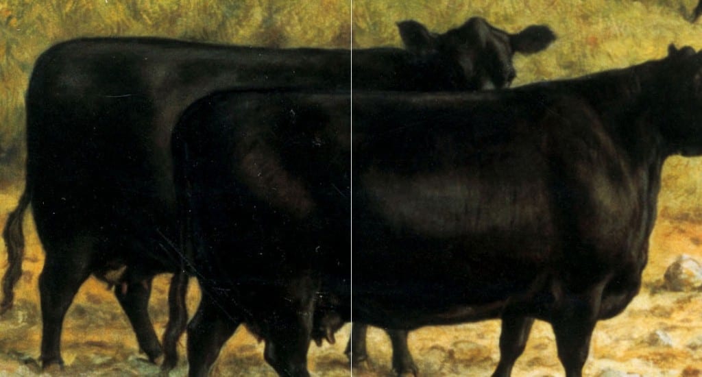 cow-comparison